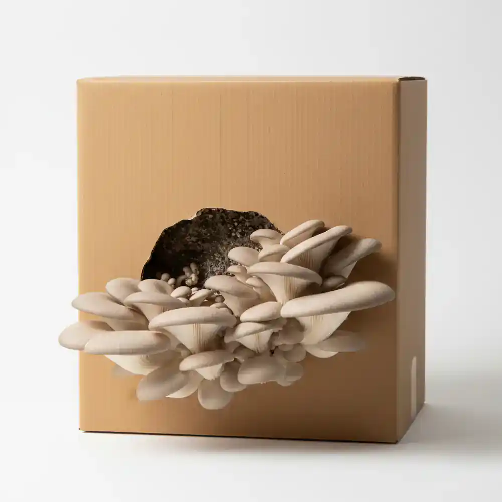 Eco-friendly oyster mushroom grow kit