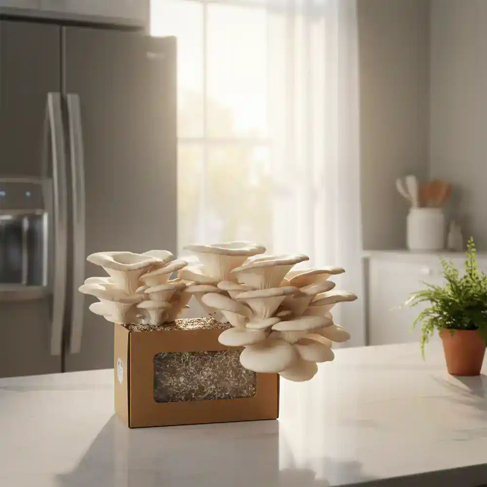 Flourishing home mushroom grow kit on a kitchen counter
