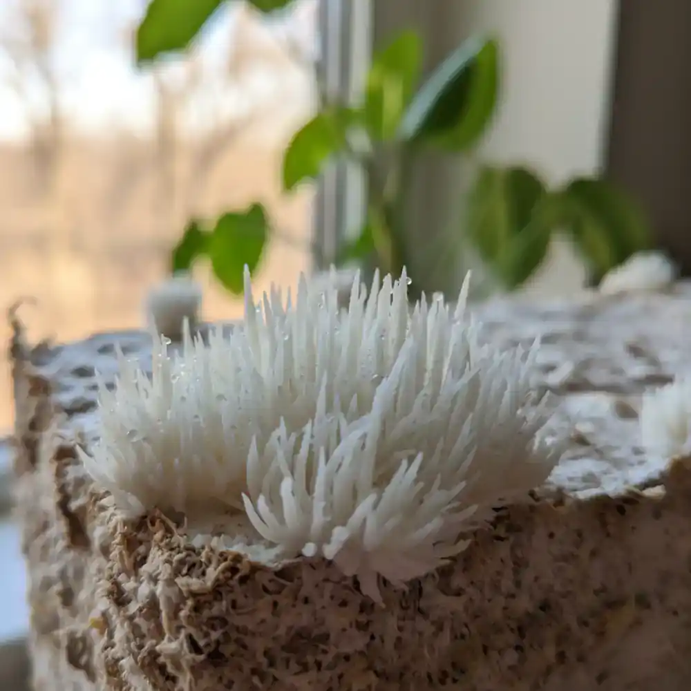 Close-up of a fluffy lion's mane mushroom
